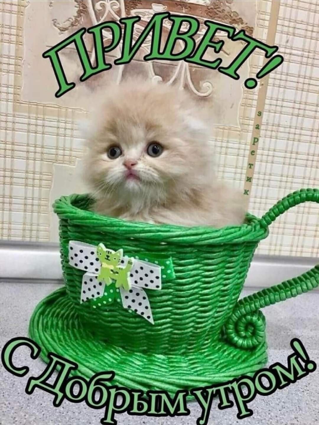 Доброе утро милый котик