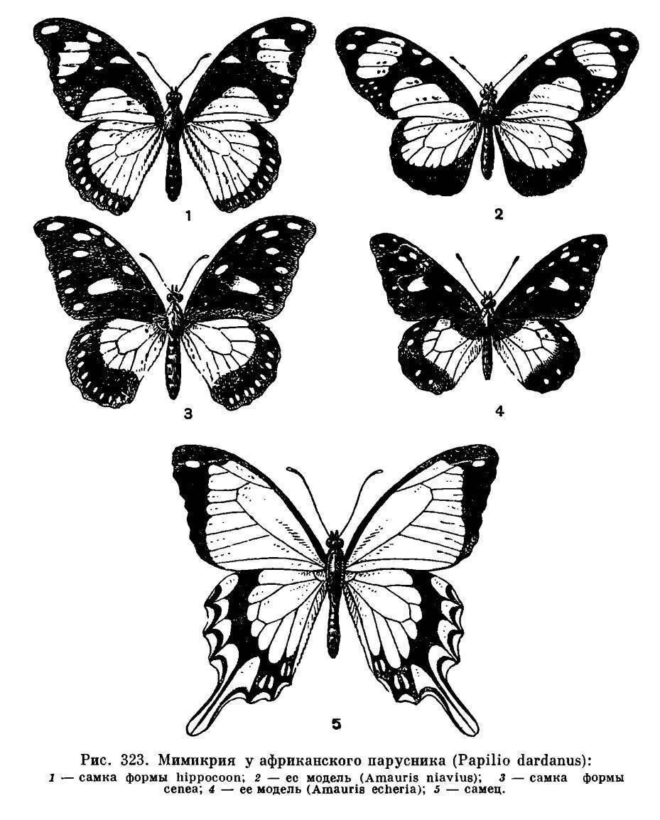 Бабочка рисунок