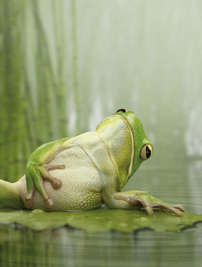 Мемы с недовольным котом