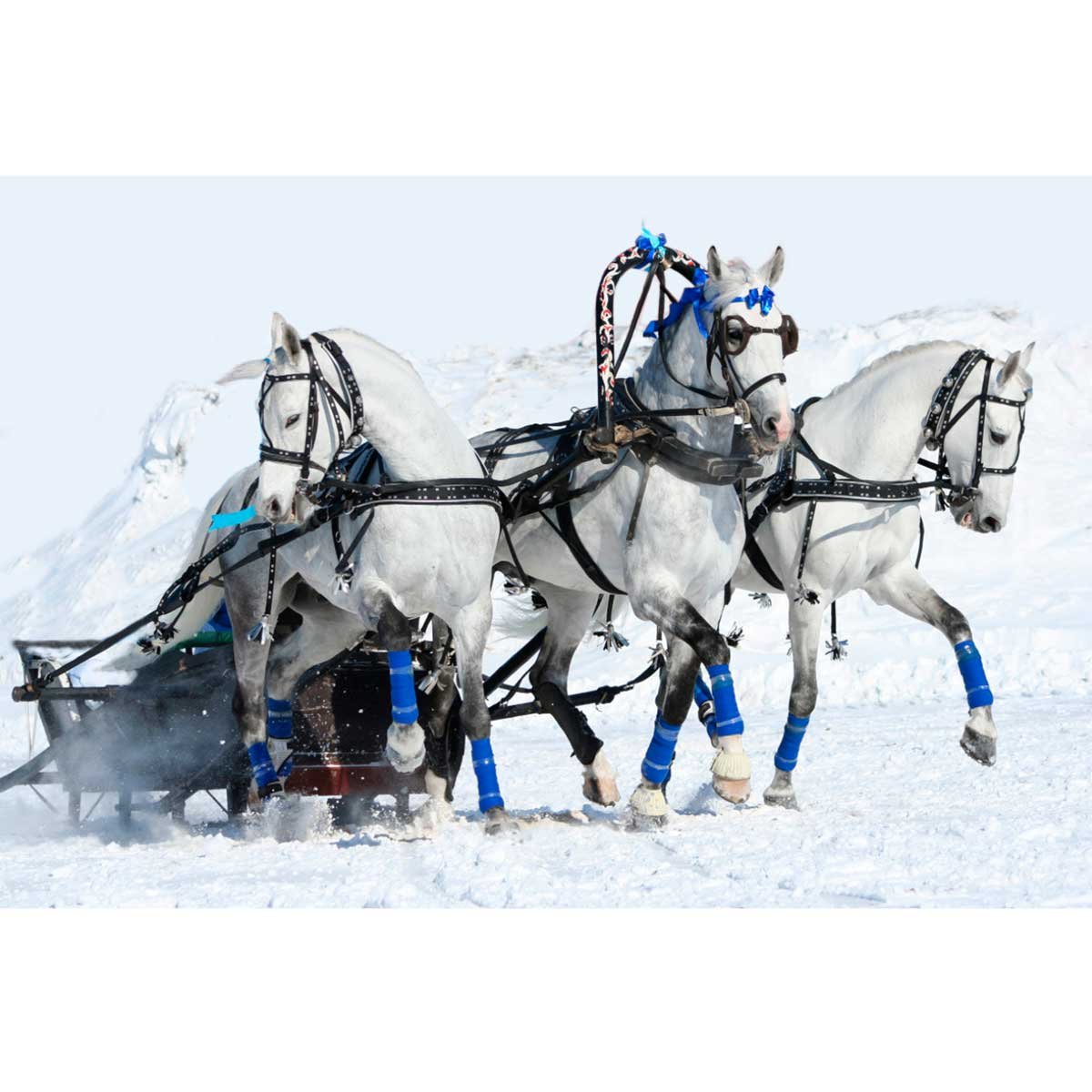 Упряжка для лошади