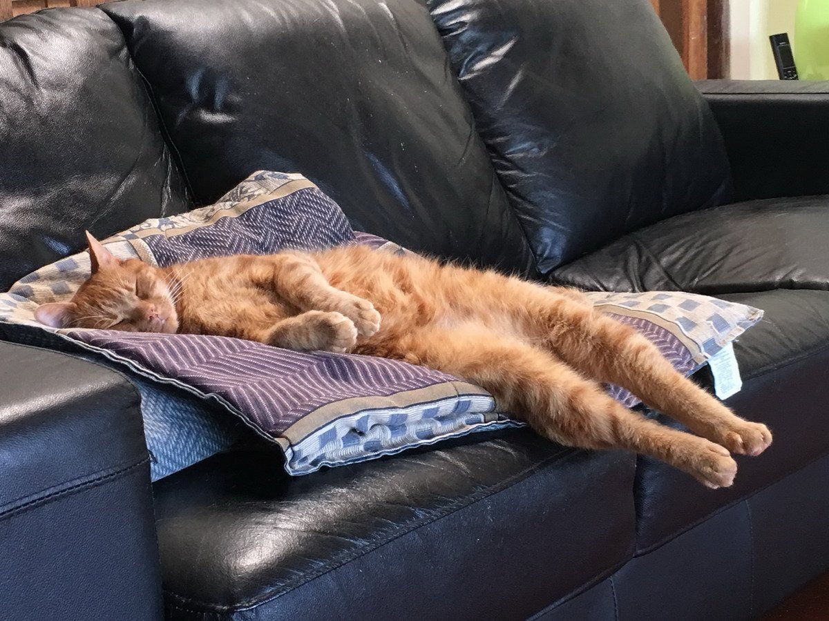 Кошки в понедельник