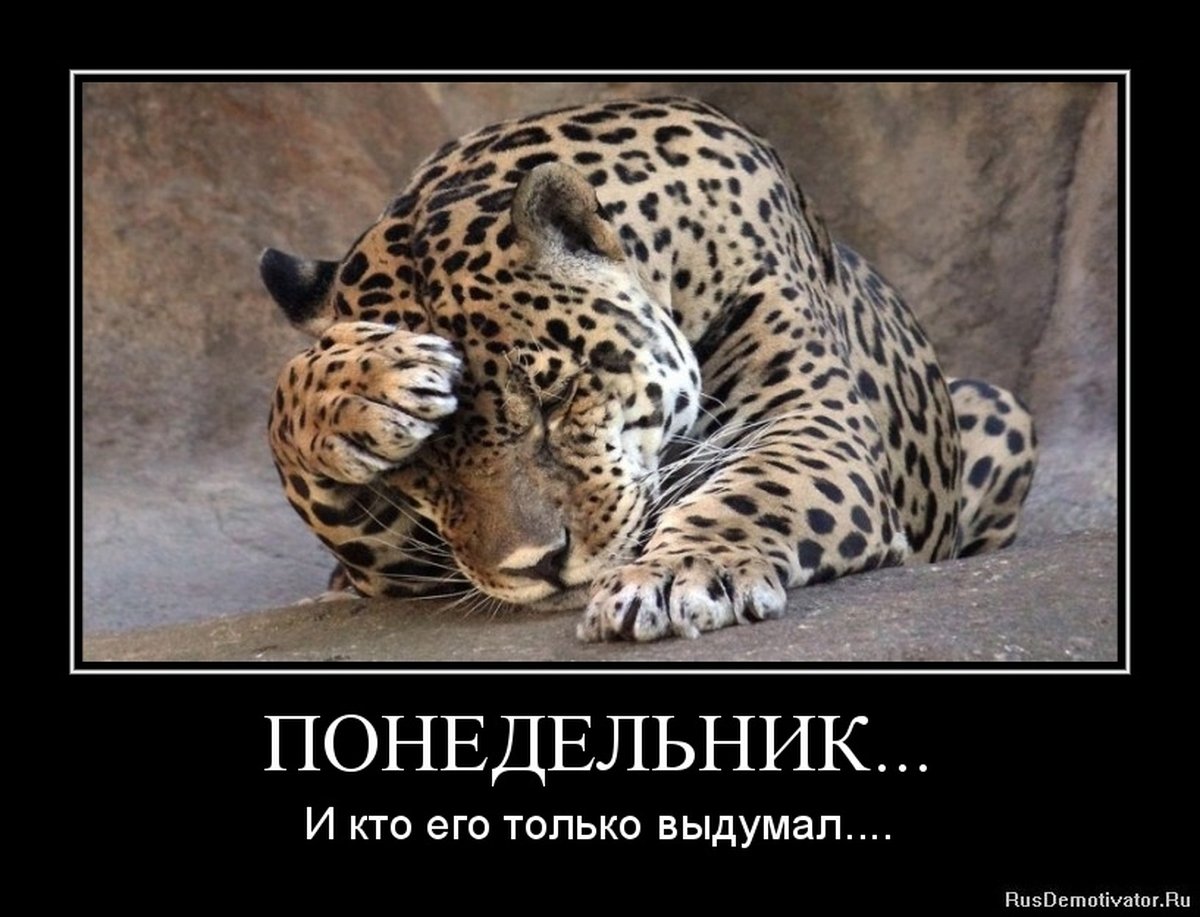 Утро понедельника приколы