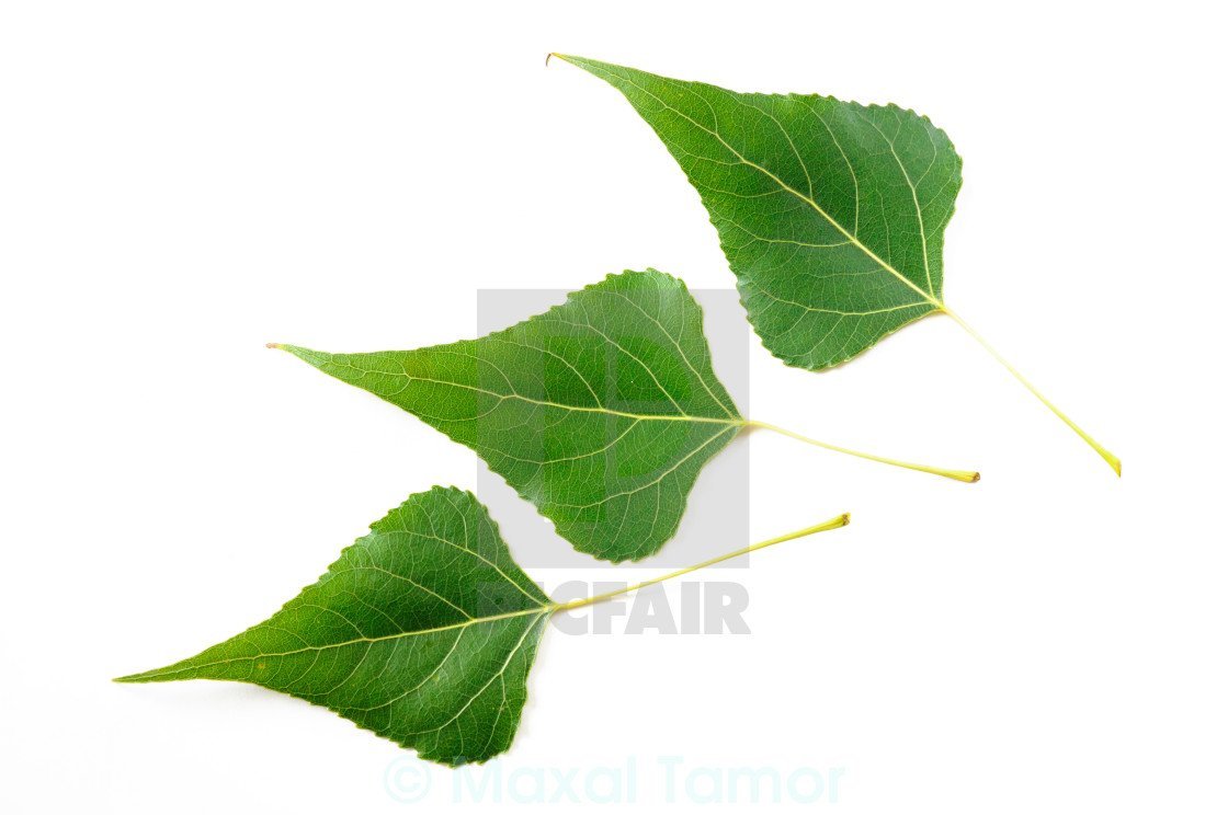 Лист тополя на белом фоне