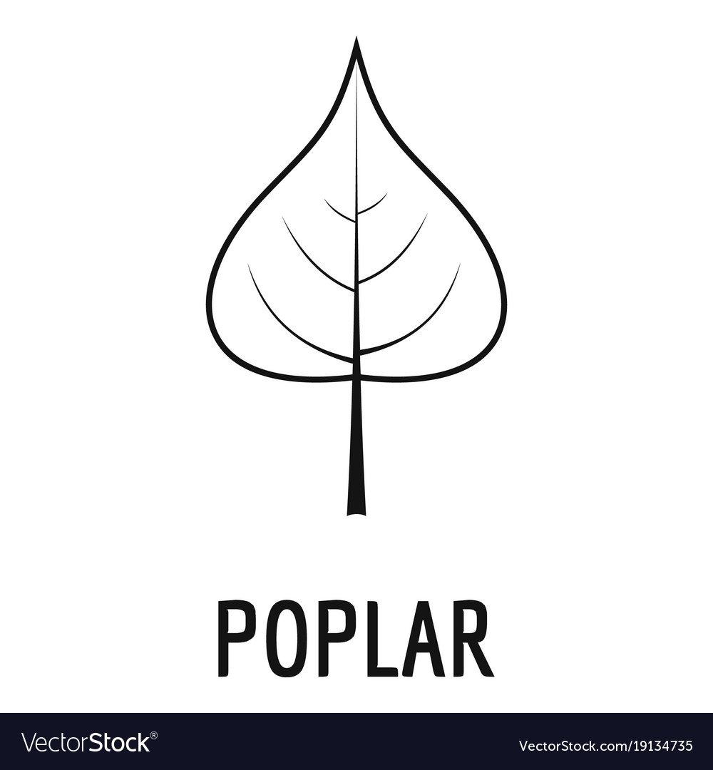 Тополь дерево листья