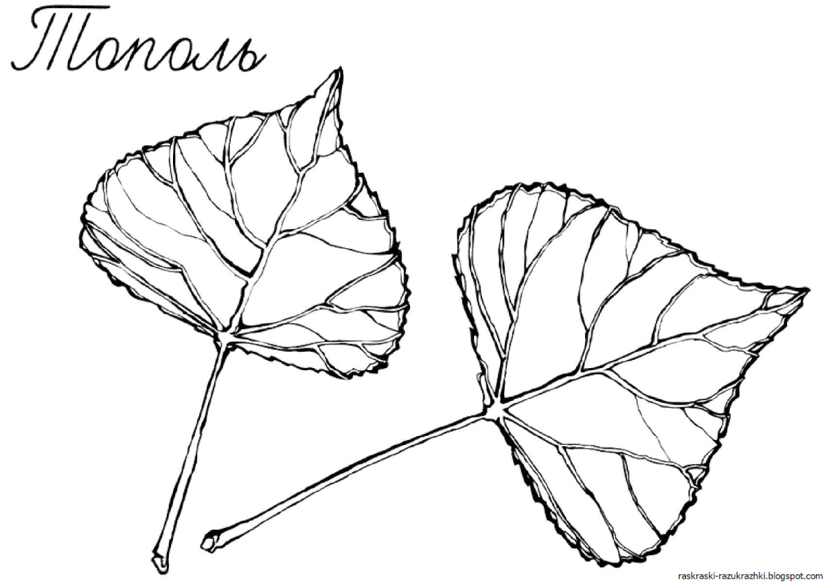 Картинка для раскрашивания Тополиный лист без прожилок
