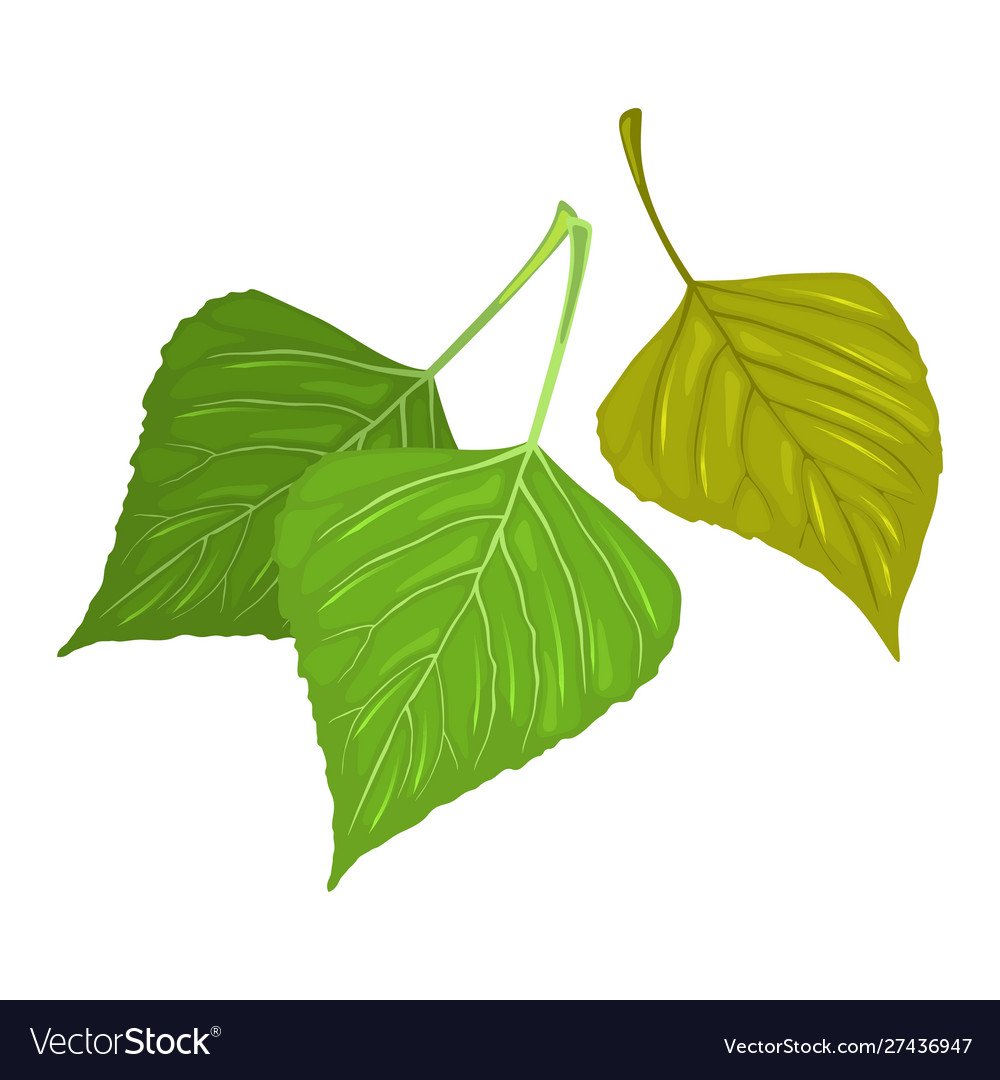 Лист тополя рисунок окружающий мир