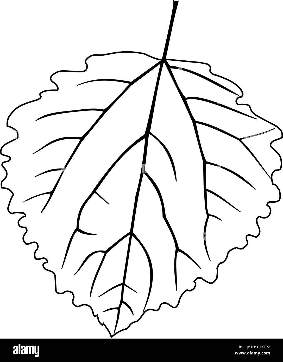 Тополиный листик на белом фоне