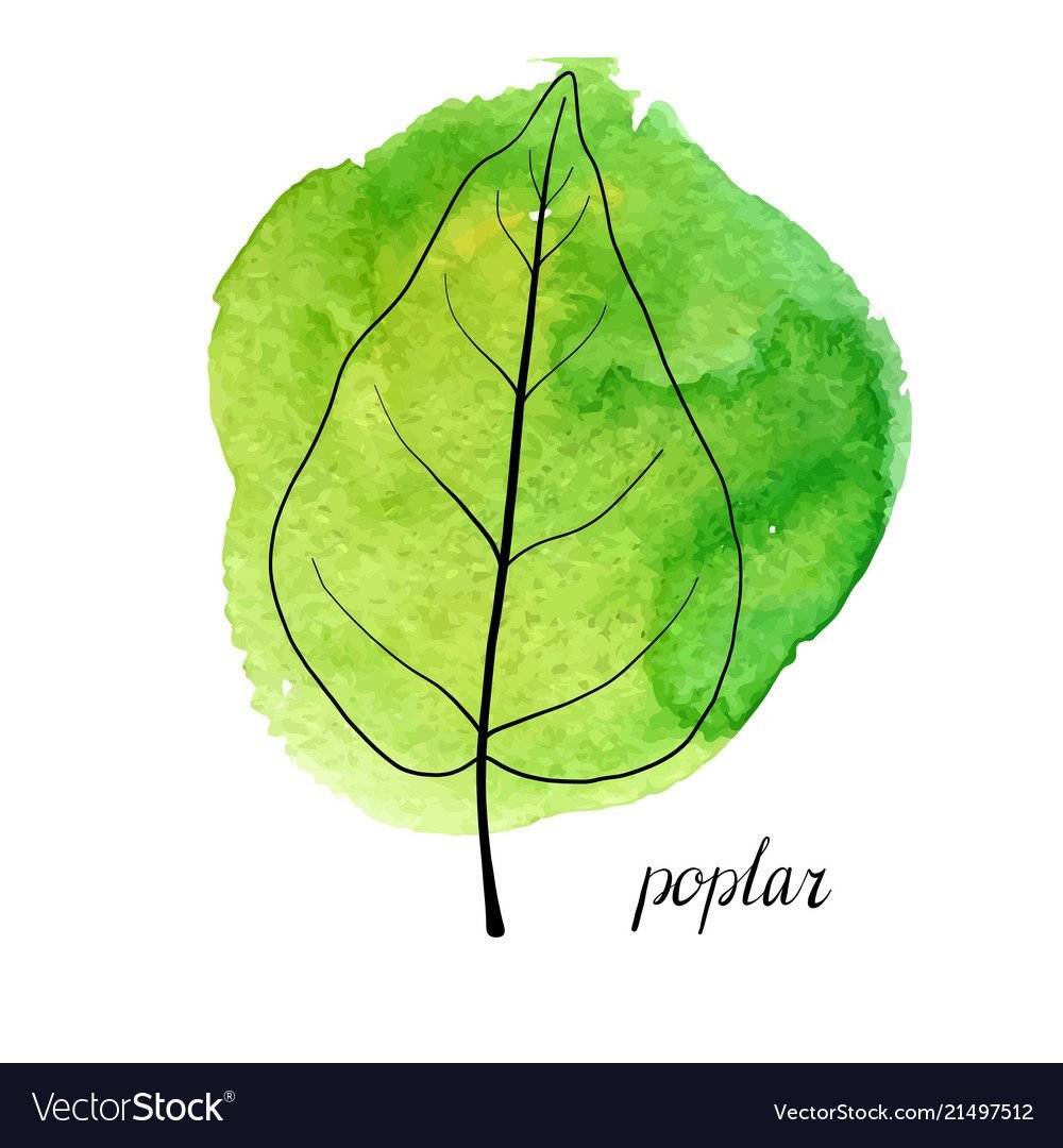 Осина листья и плоды