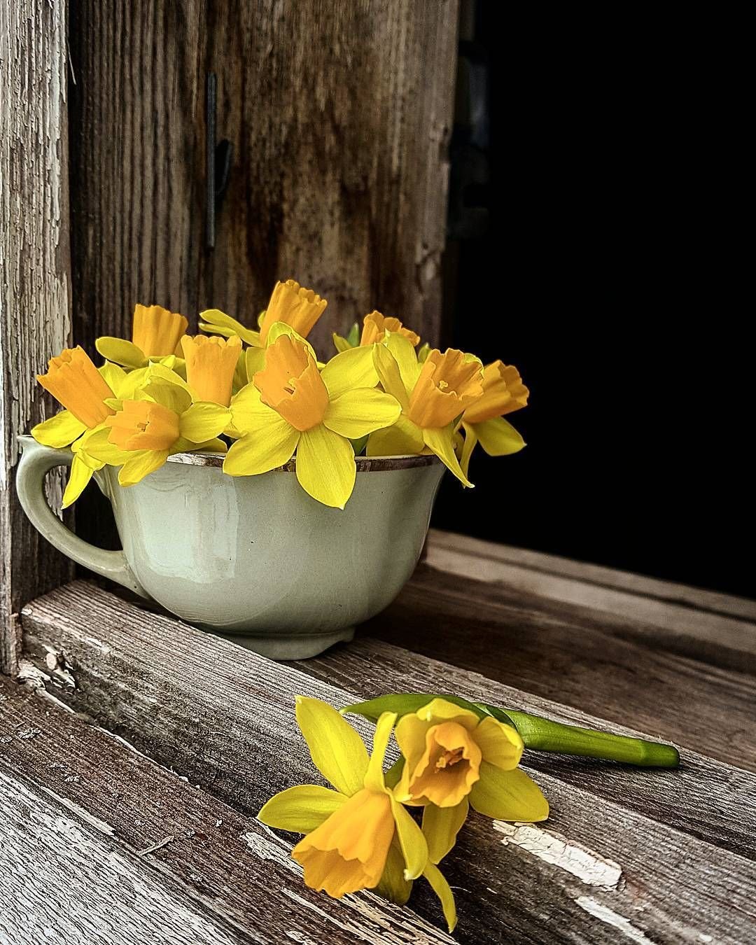 Чашка с нарциссами