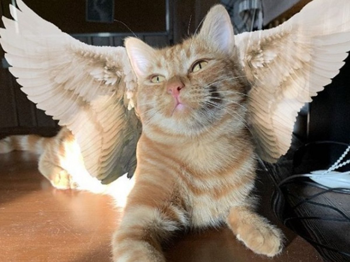 Симба млачей тик токер