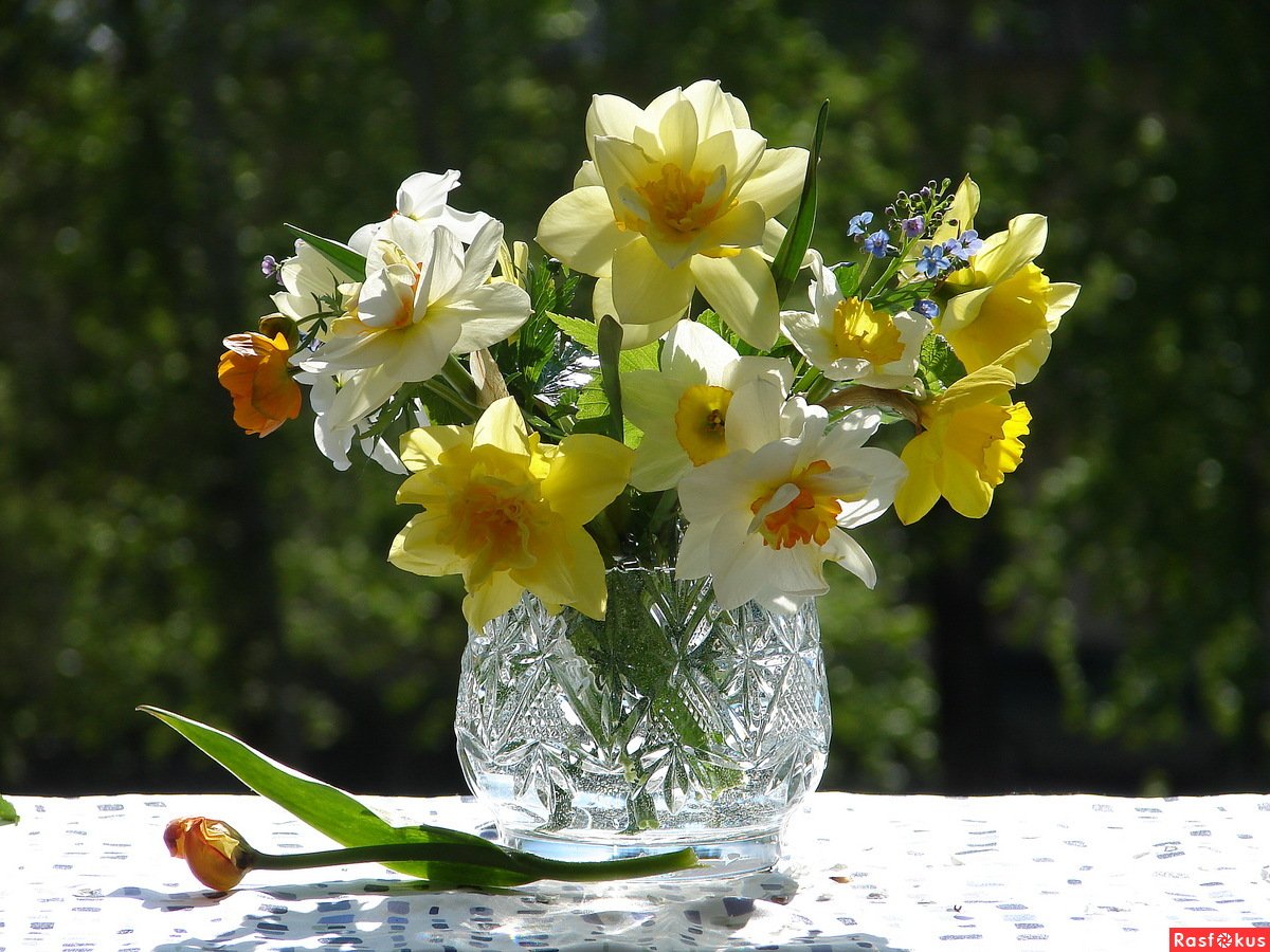 Нарциссы в вазе