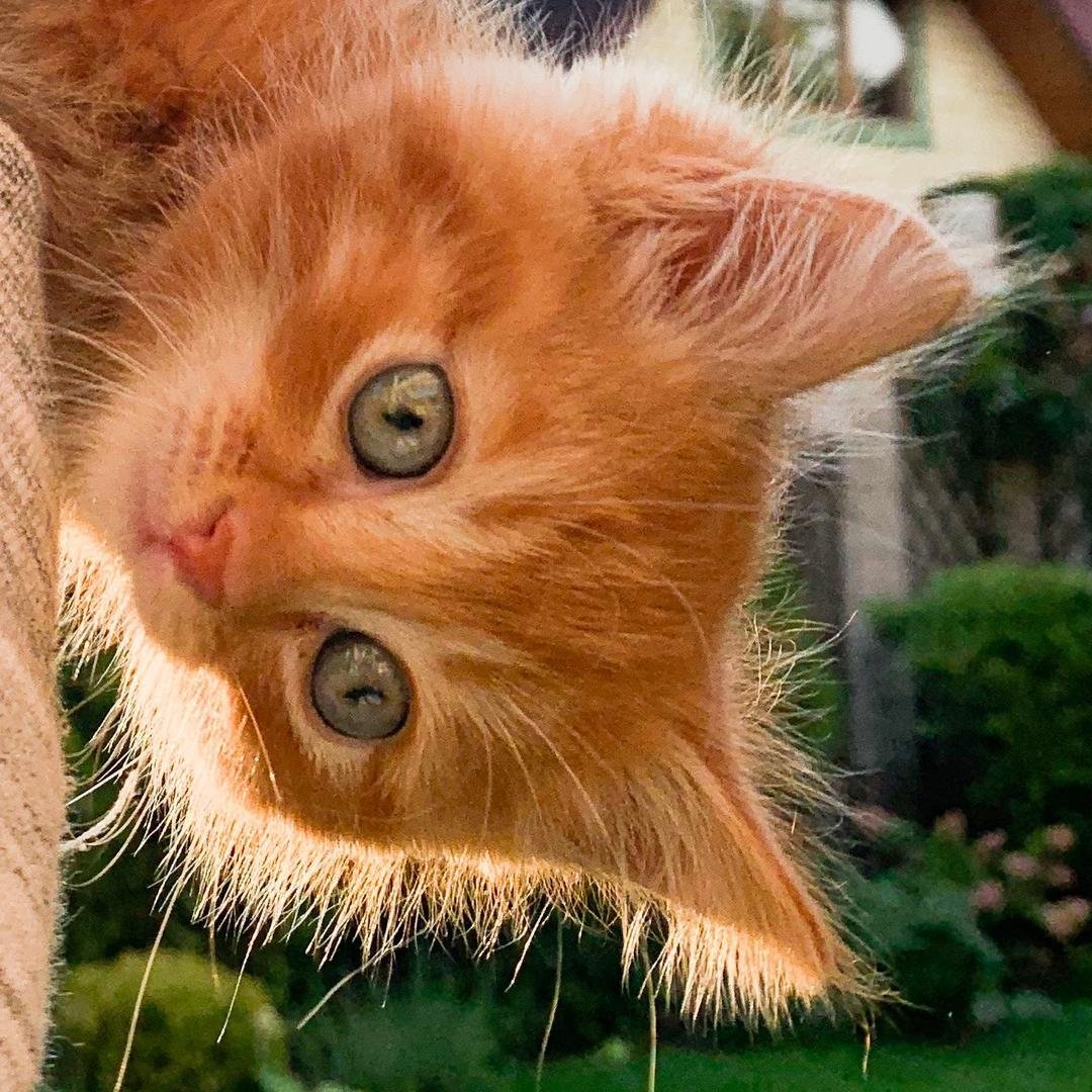 Симба тик ток