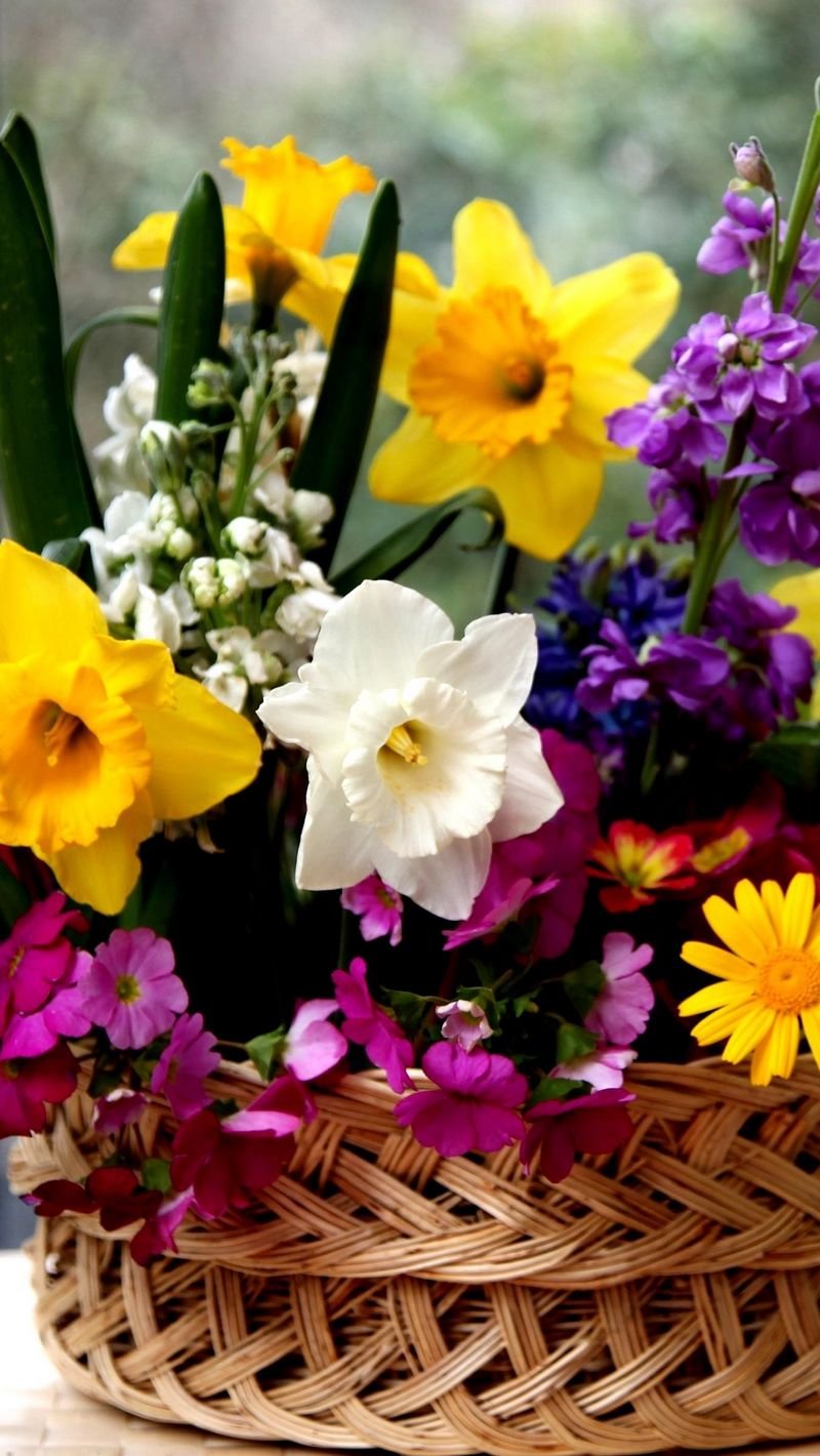 Нарциссы и гиацинты