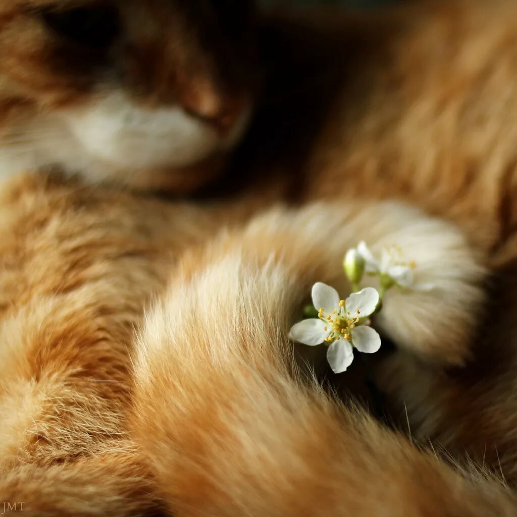 Симбочка игра