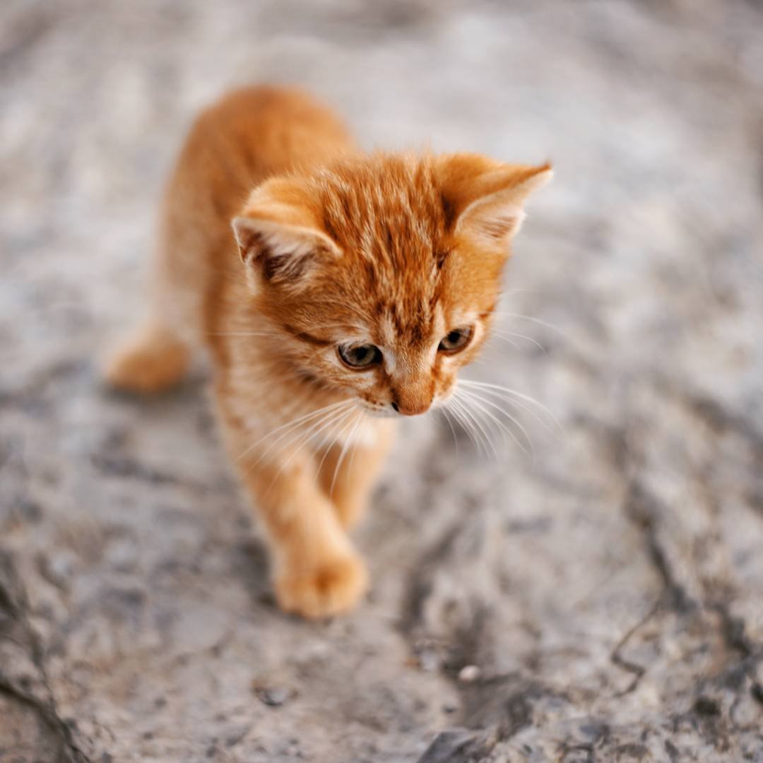 Рыжий кот Симба