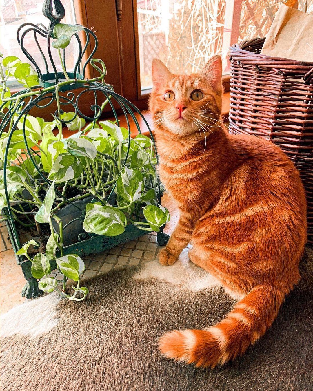 Симба Симбочка