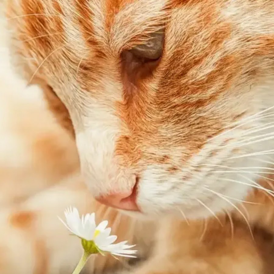 Симба тиктокер