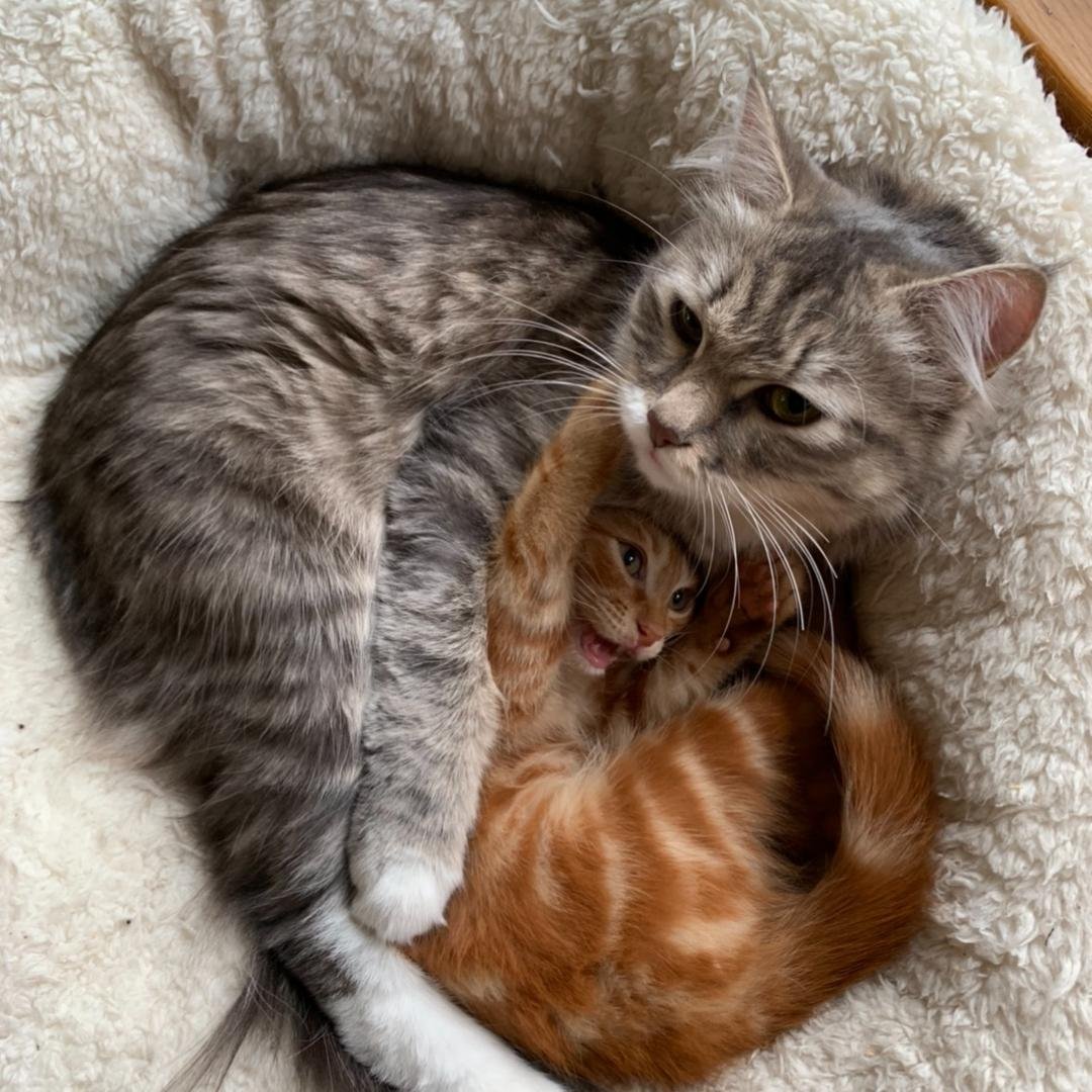 Симбочка пимпочка