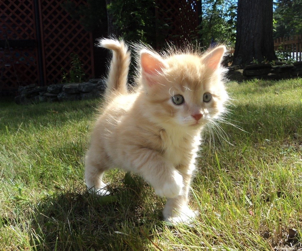 Рыжая кошка в корзине