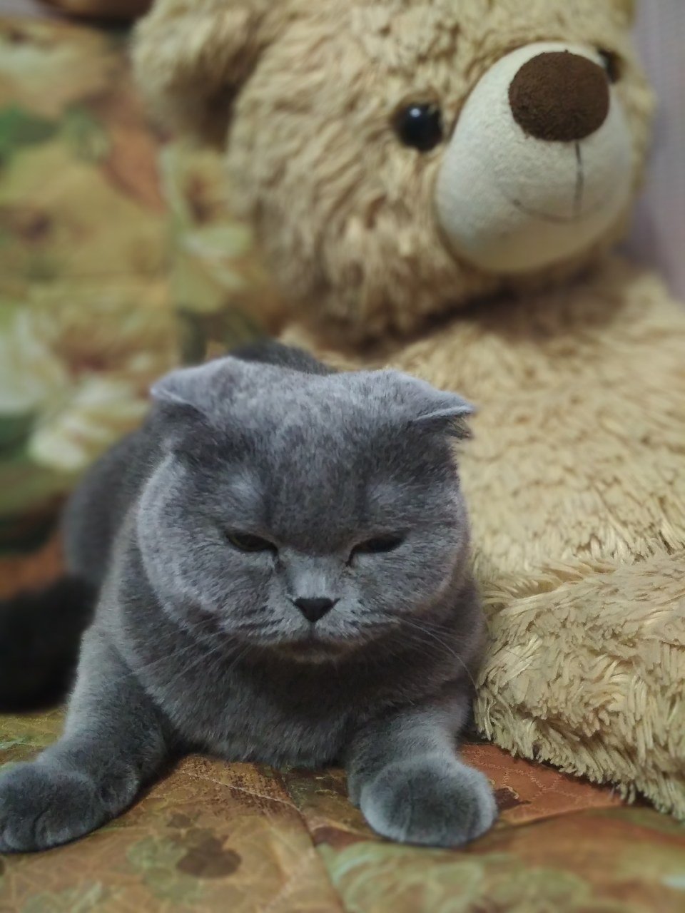 Бабочка рисунок