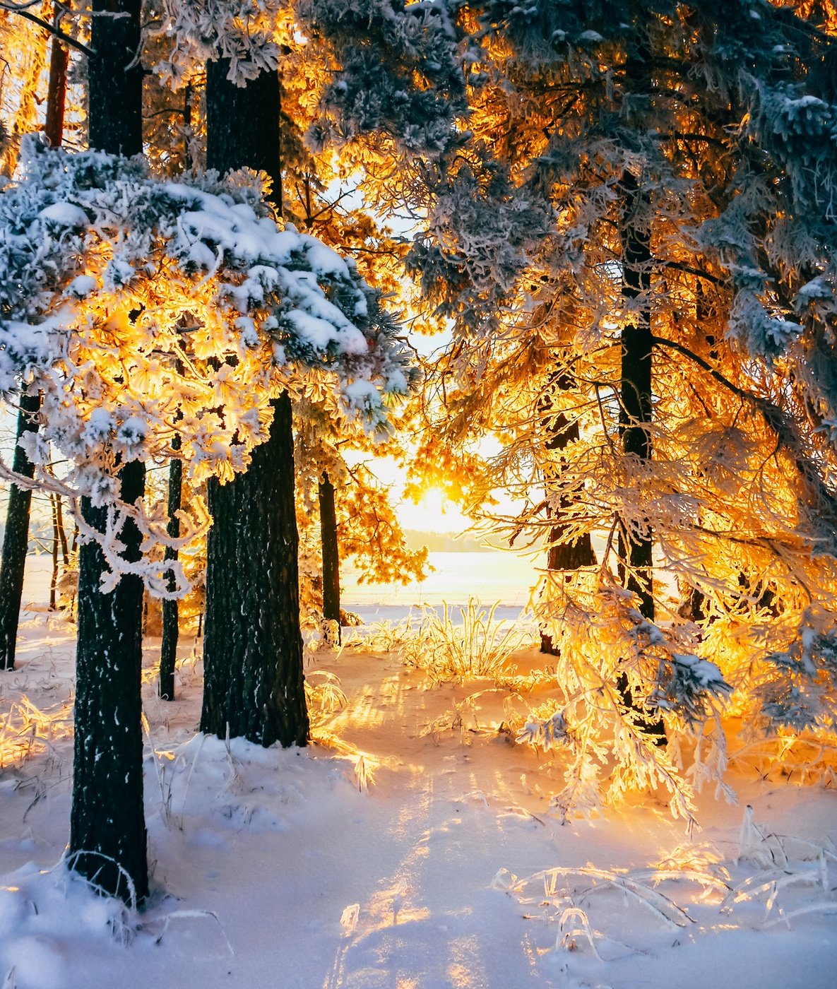 Чай на зимнем фоне