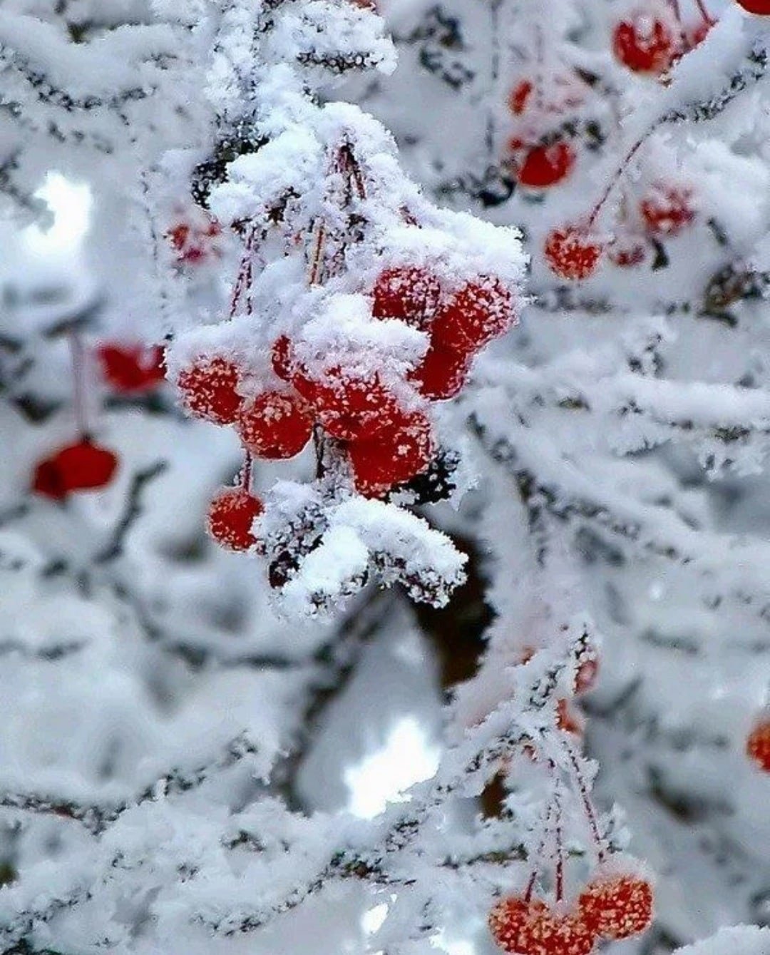 Доброе Снежное утро