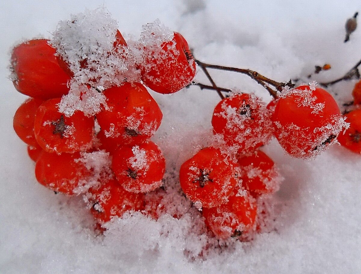 Красный куст на снегу