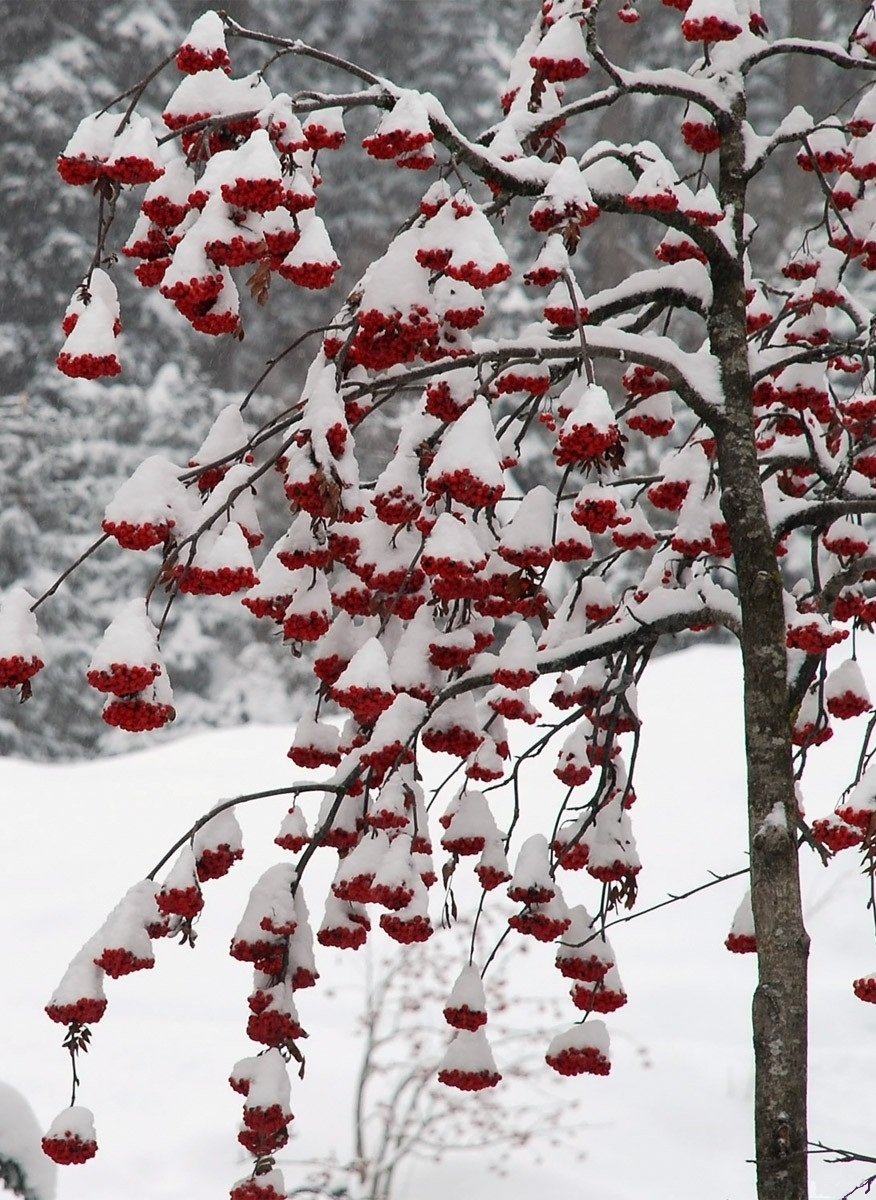Рябина обыкновенная зимой