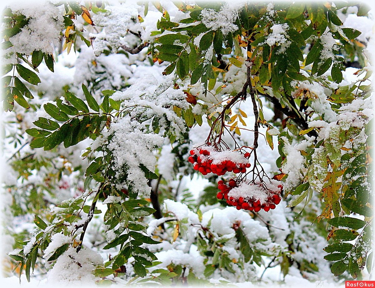Гроздь рябины зимой