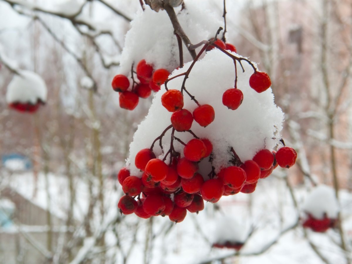 Рябина в снегу