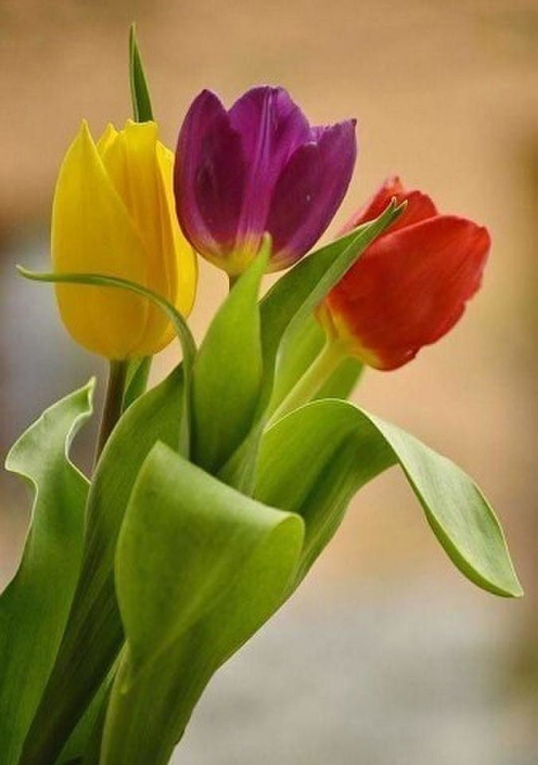 Нежный букет тюльпанов