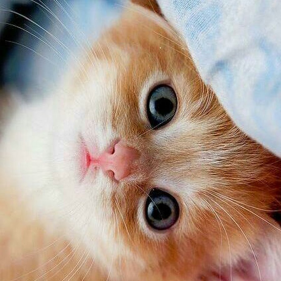 Супер милые котята