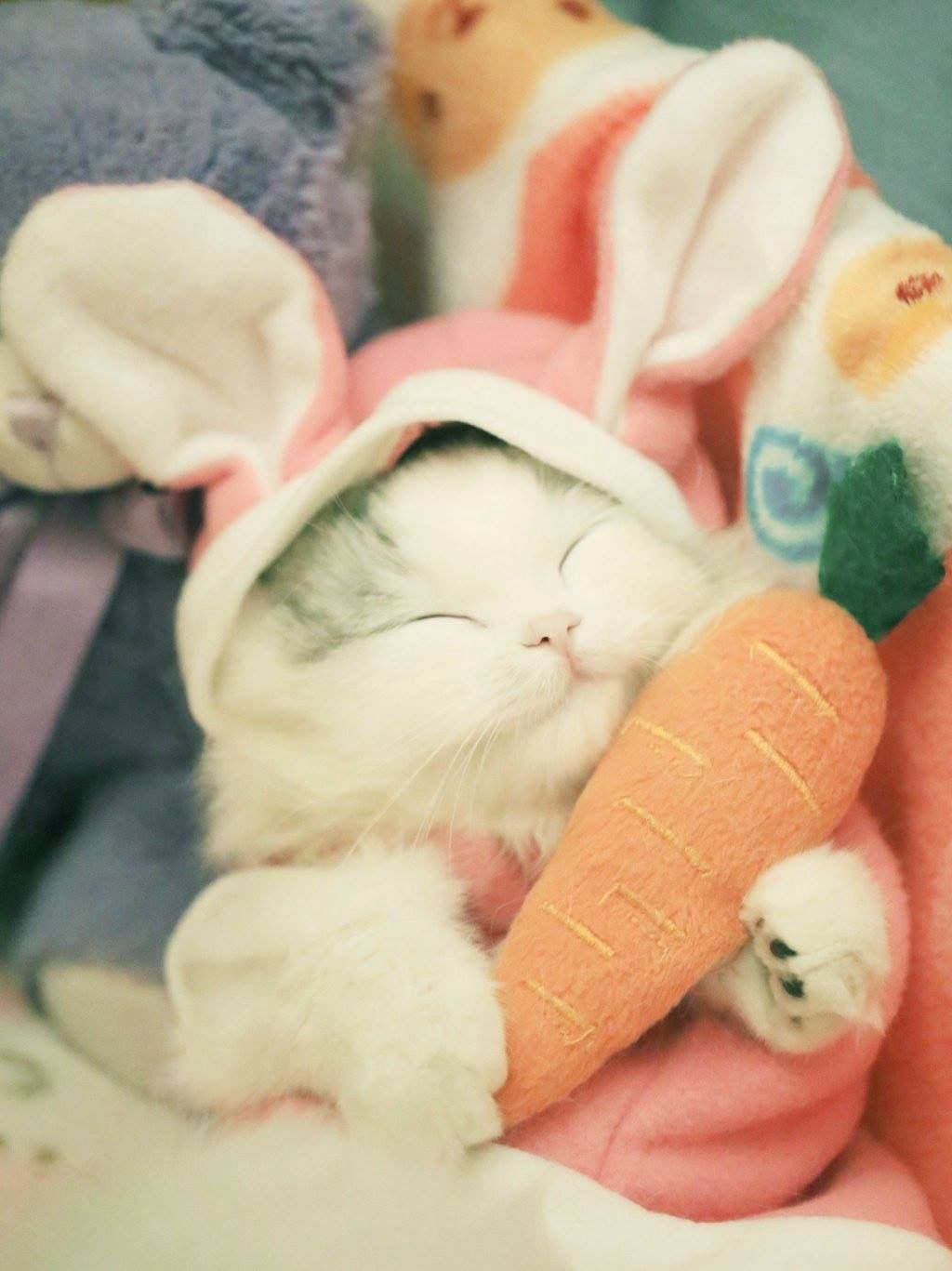 Самые милые котята в мире