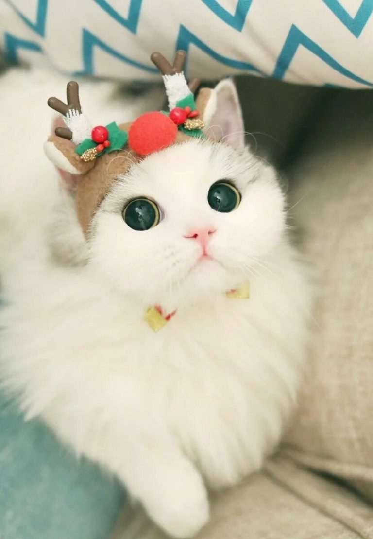 Котята няшки