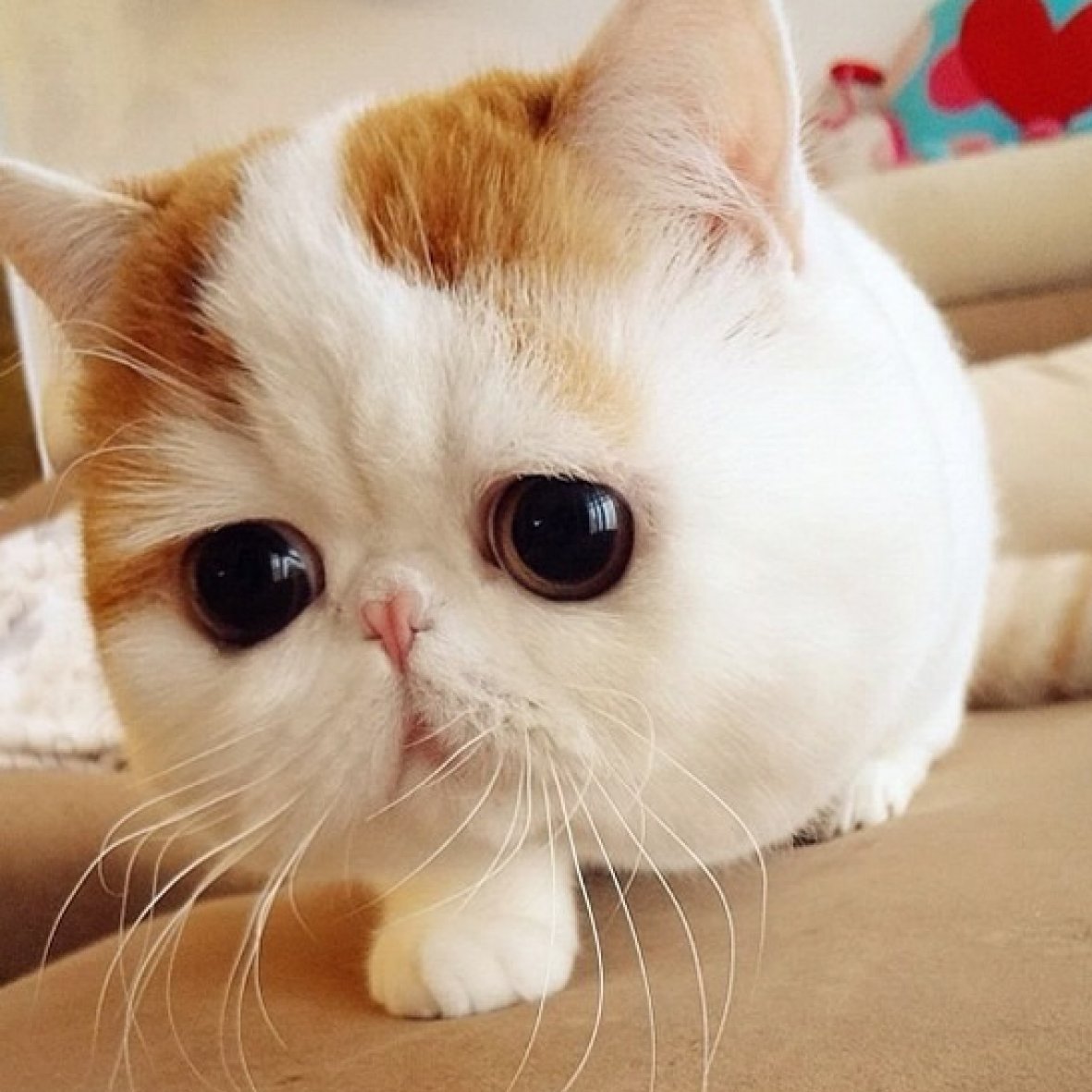 Алекс Солис милые хищники