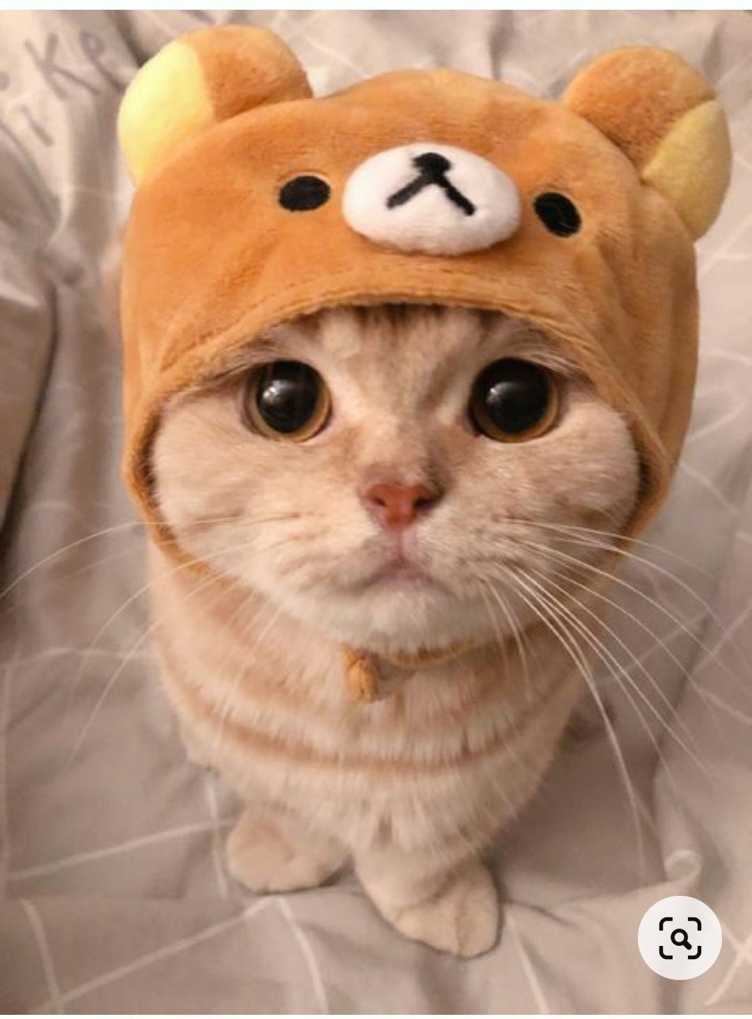 Няшные котики