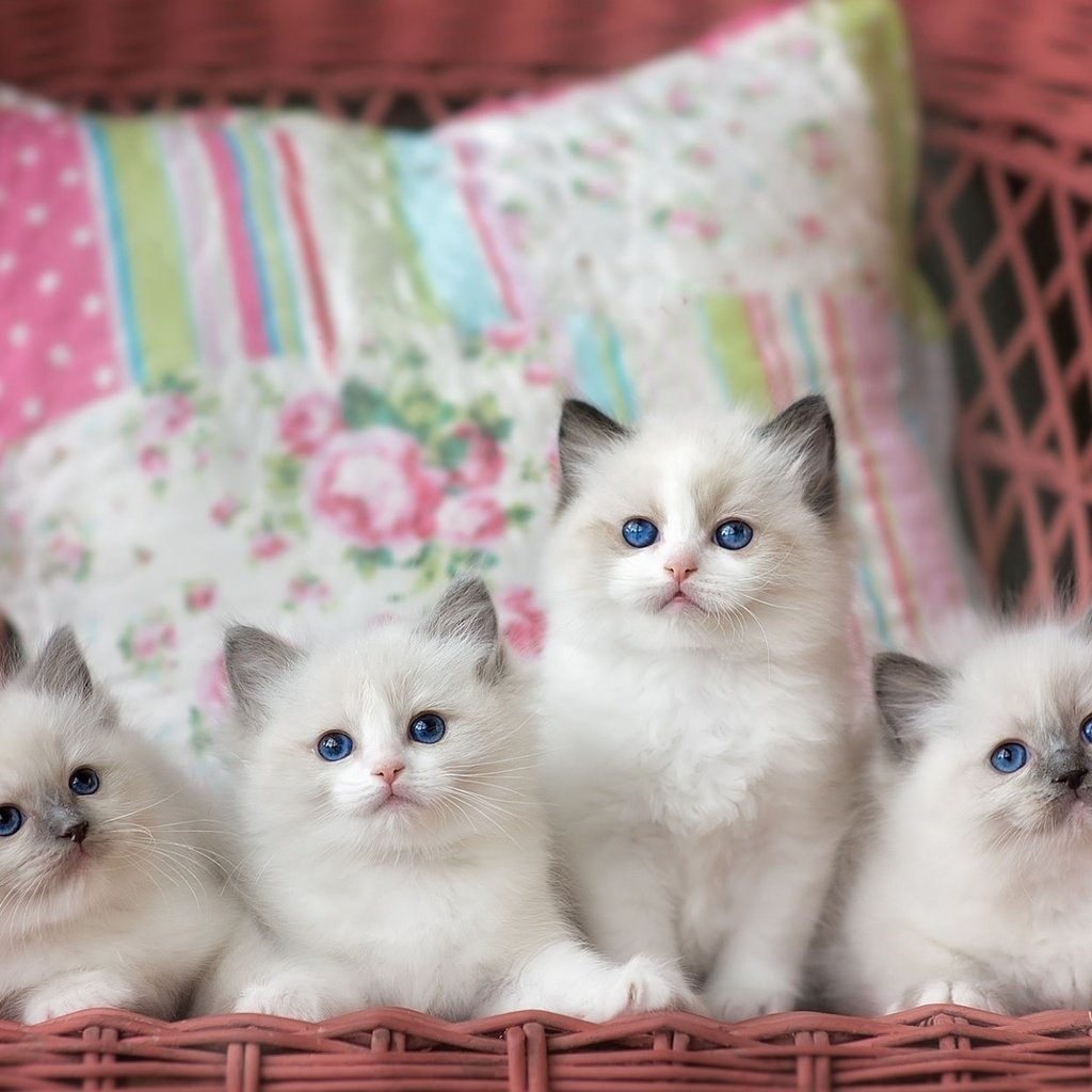 Милый котик в пижаме