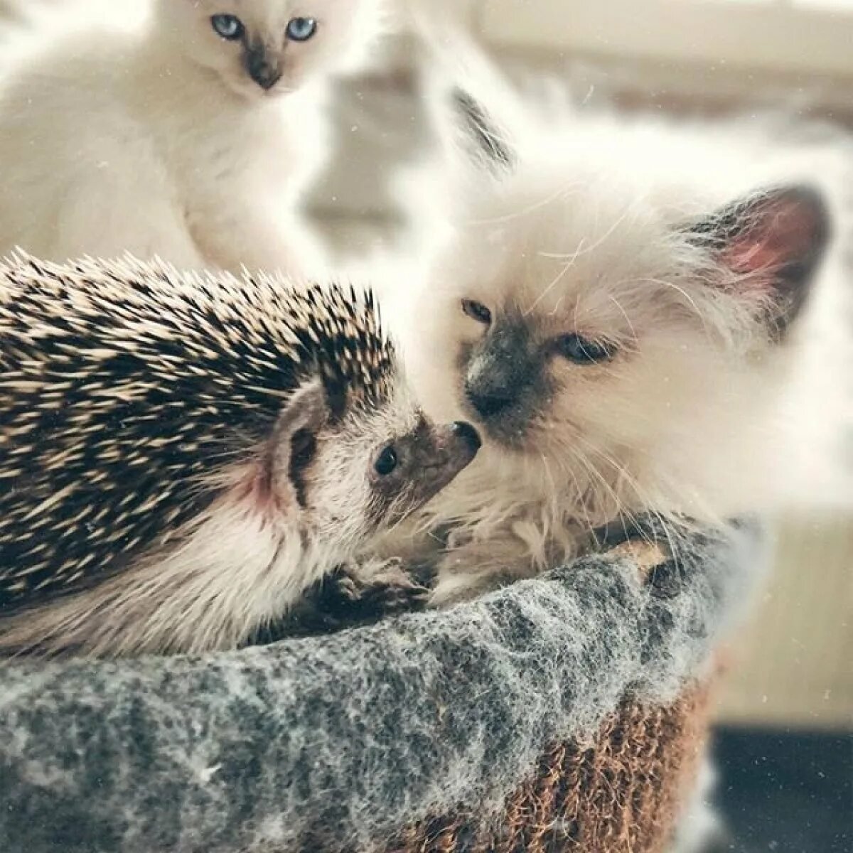 Милые рисунки