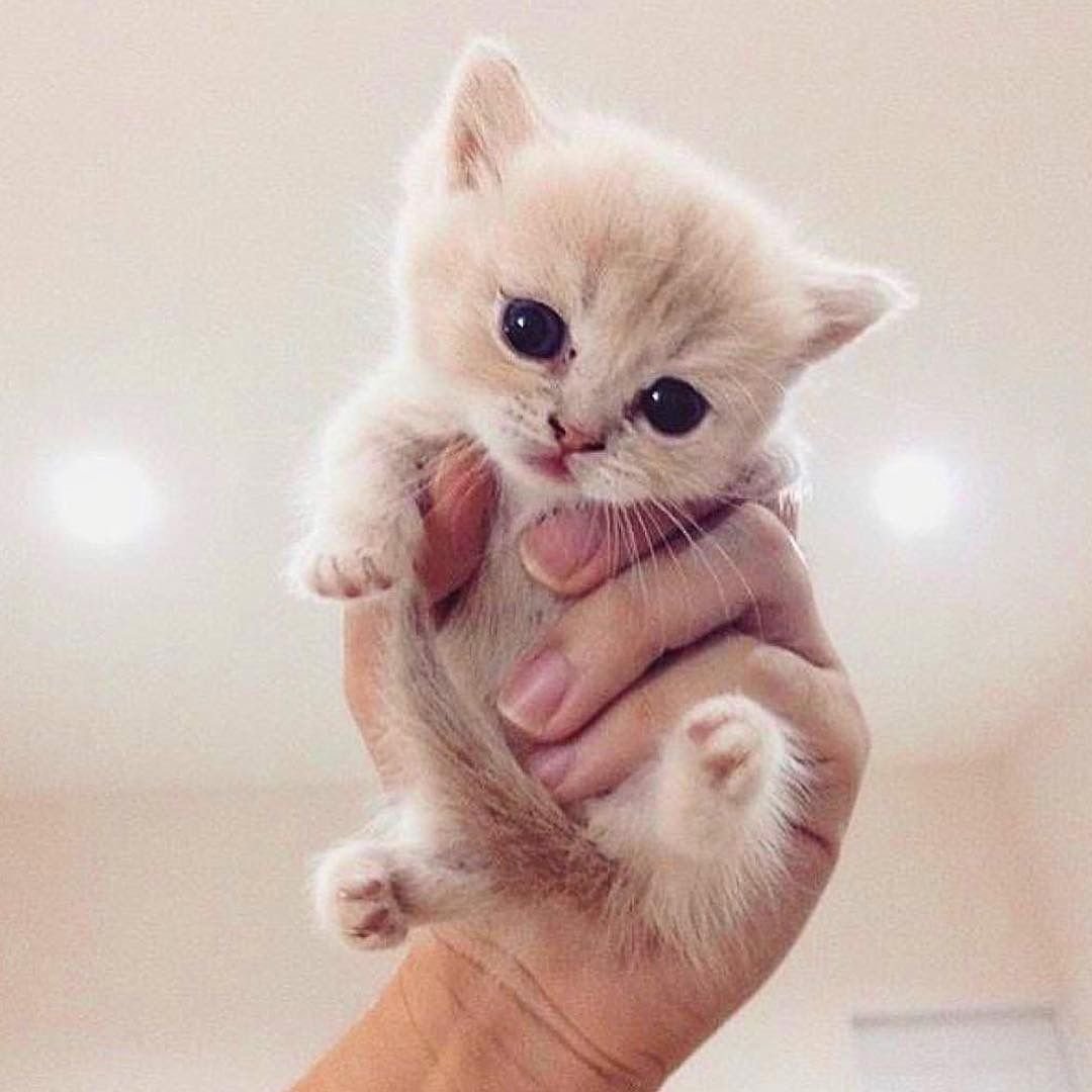 Мимимишные котики