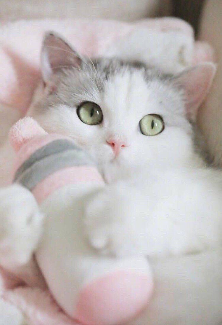 Милые кошечки