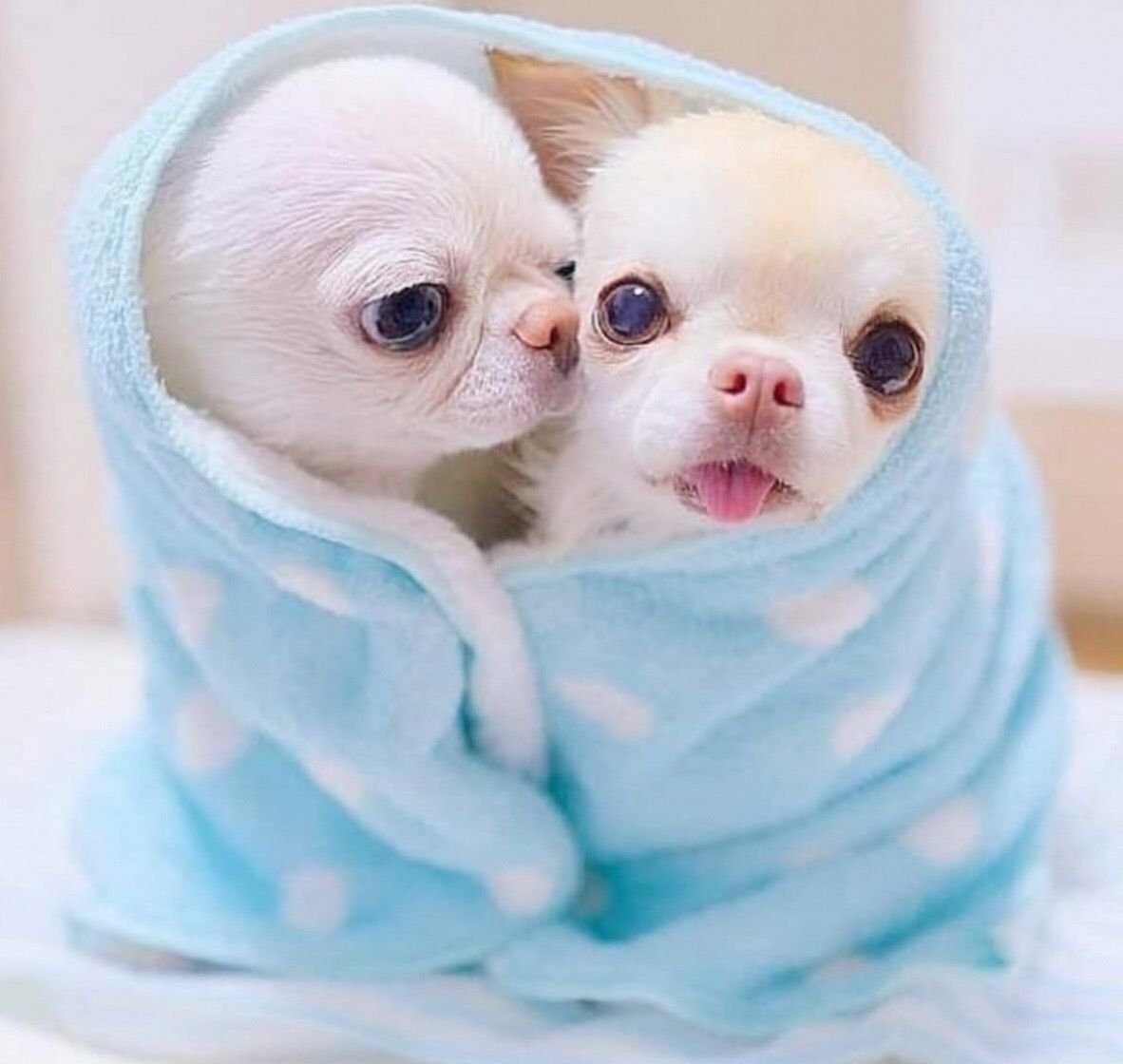 Кавайные котики