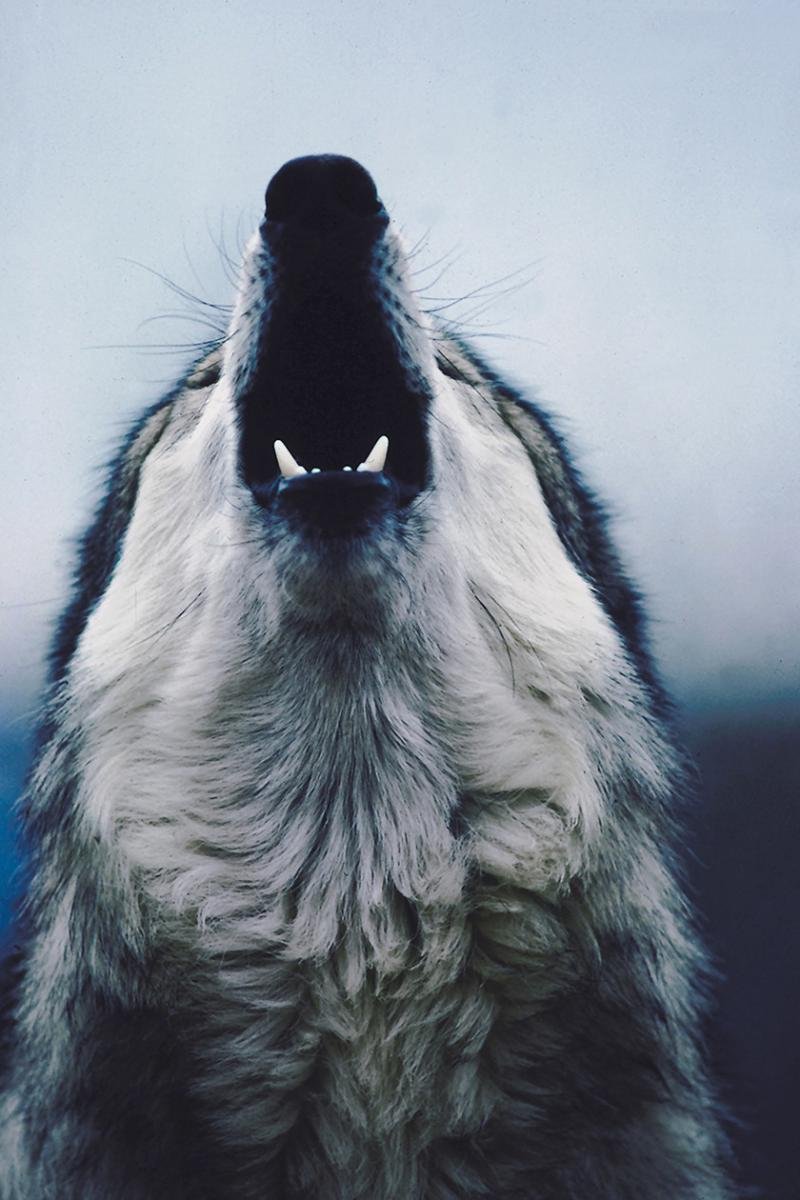 Собака воет вектор