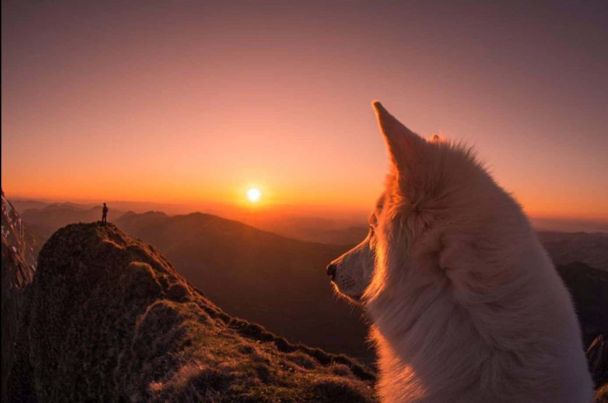 Лающая собака