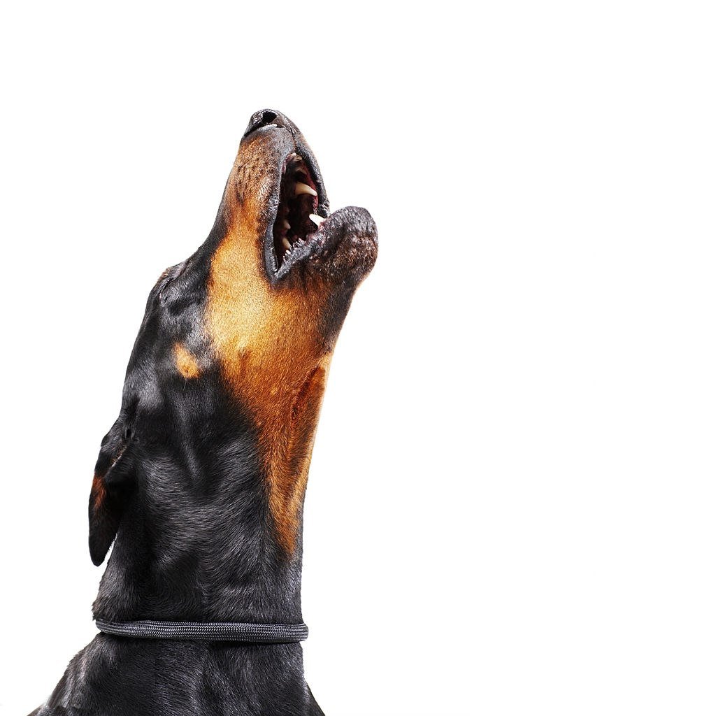 Сибирский хаски воет