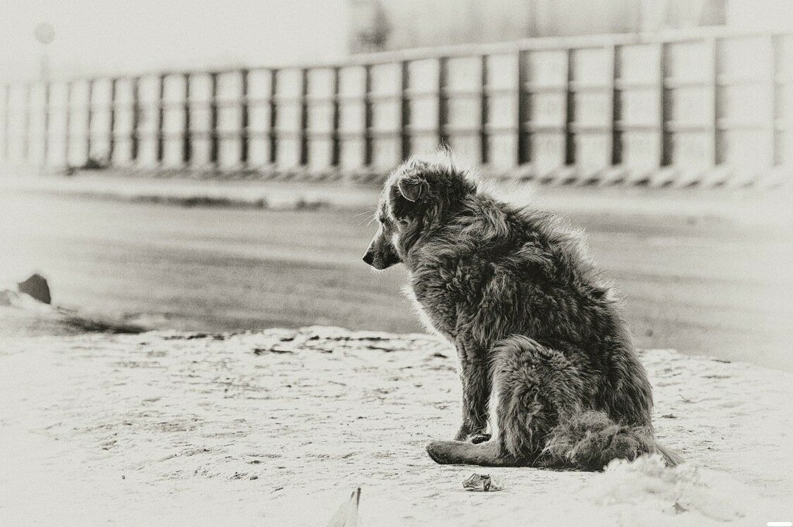 Почему собака воет ночью
