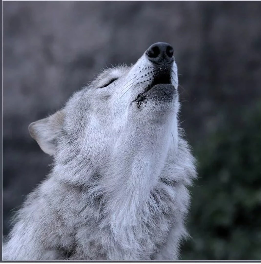 Волчица воет