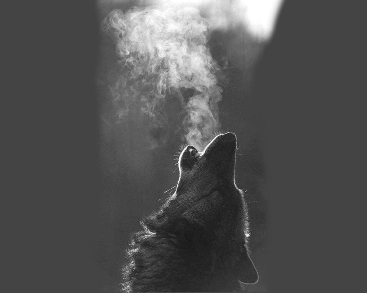 Эстетика Волков