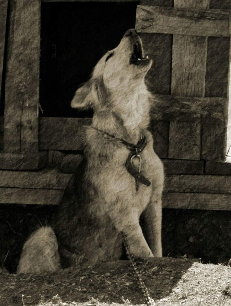 Иллюстрация Воющая собака