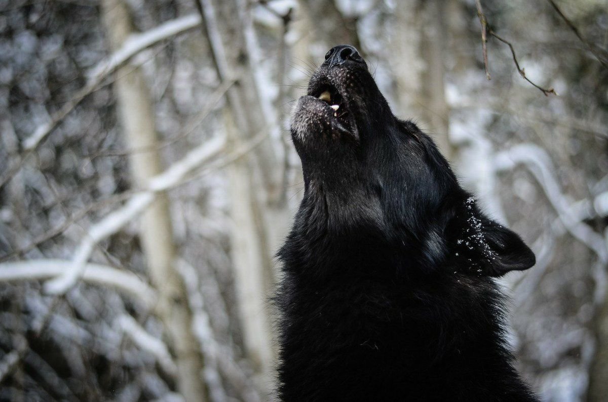 Теневые волки фильм 2019