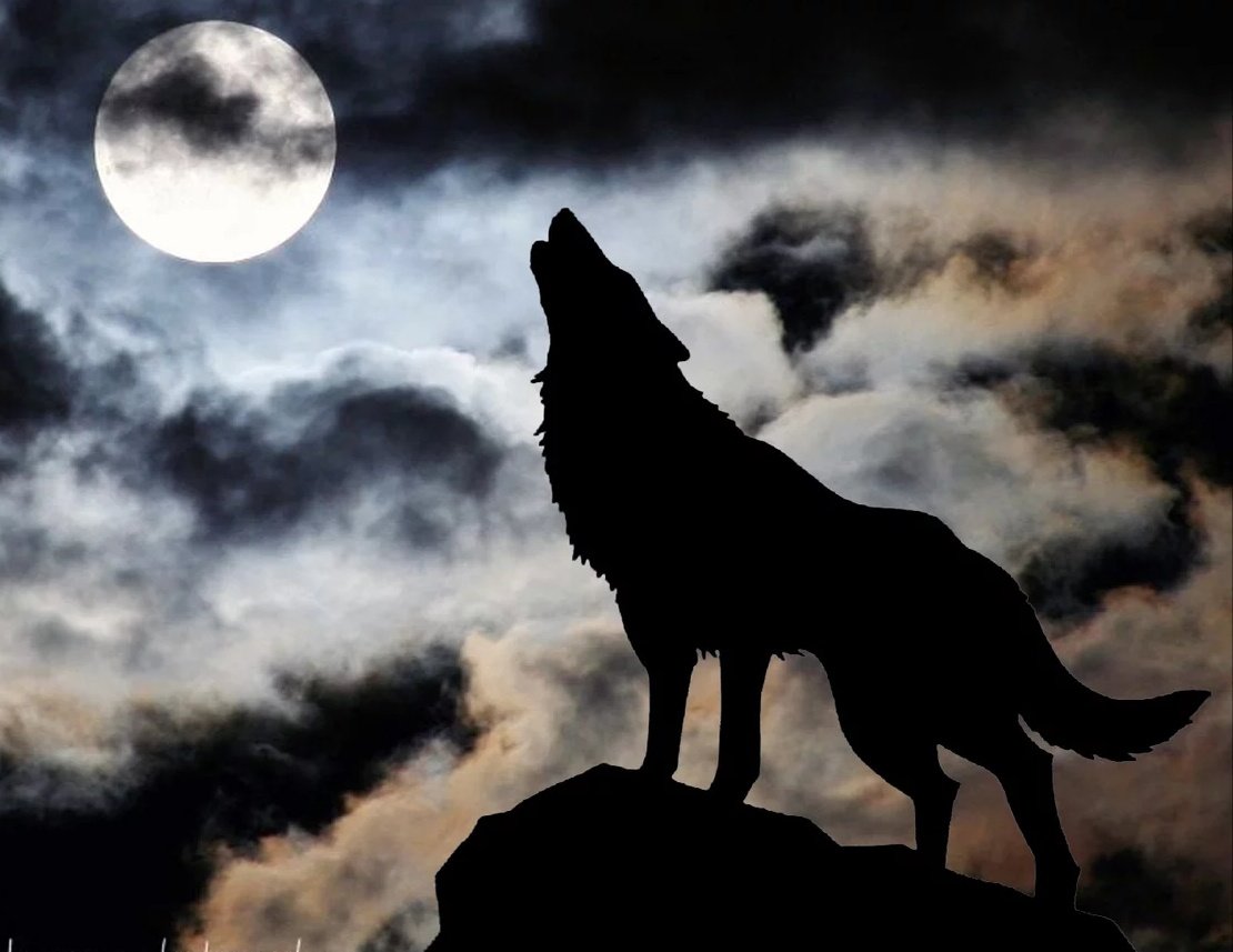 Волк воет рисунок